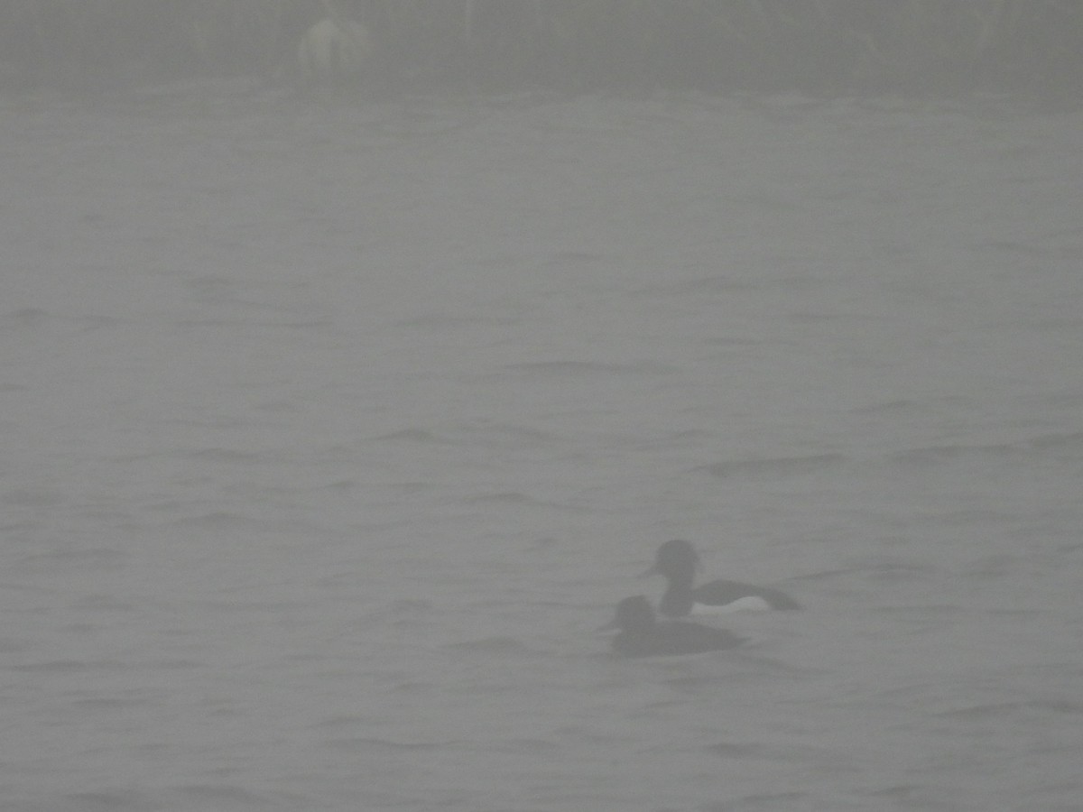 polák chocholačka - ML655015482