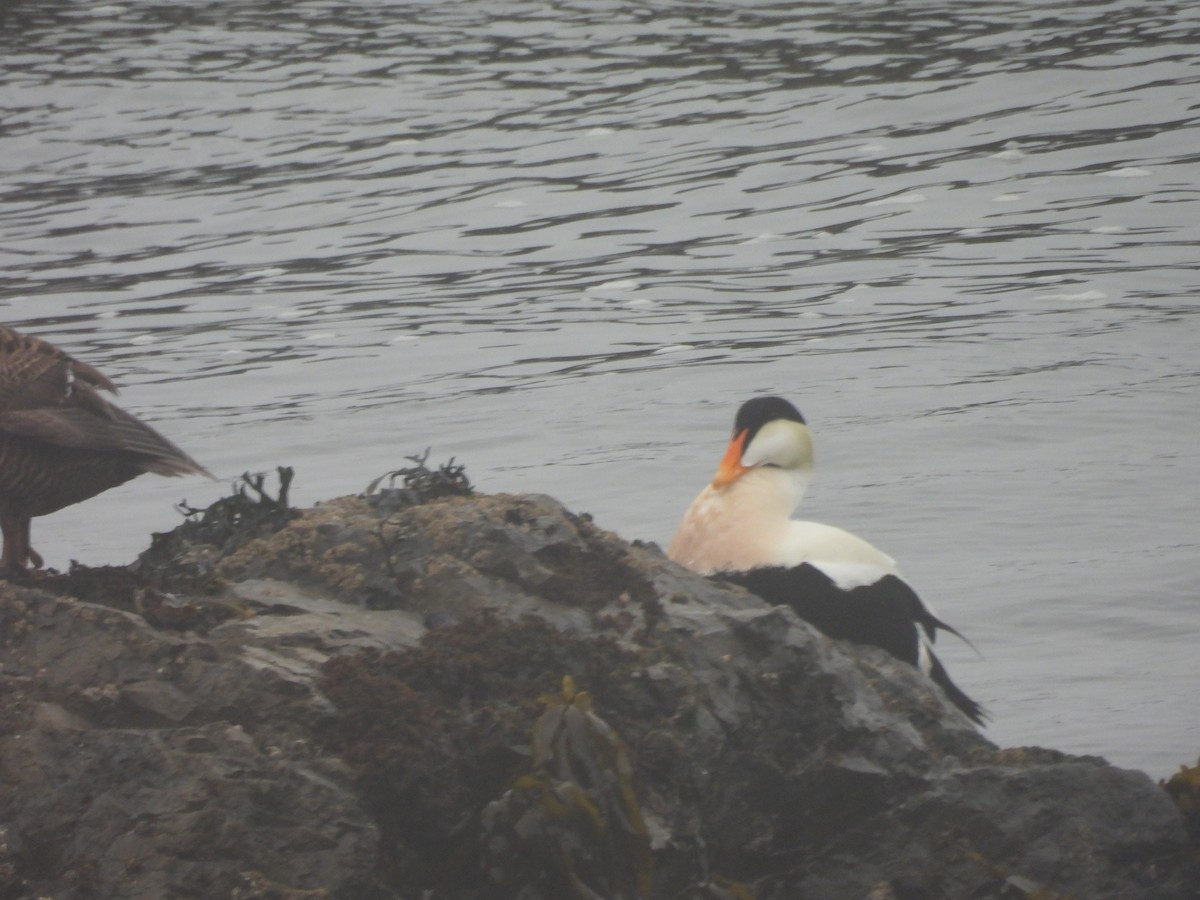 kajka mořská - ML655015502