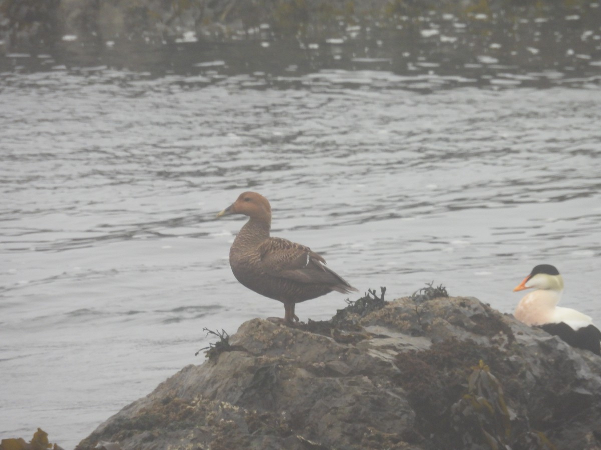 kajka mořská - ML655015503