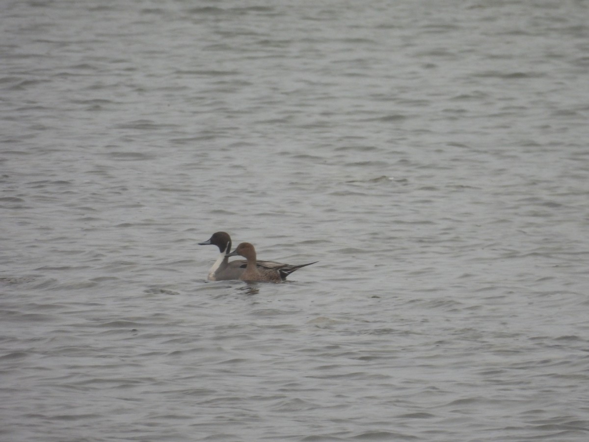 ostralka štíhlá - ML655015529