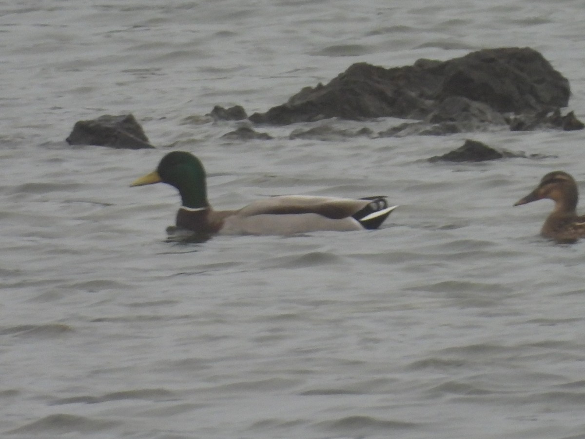 kachna divoká - ML655015541