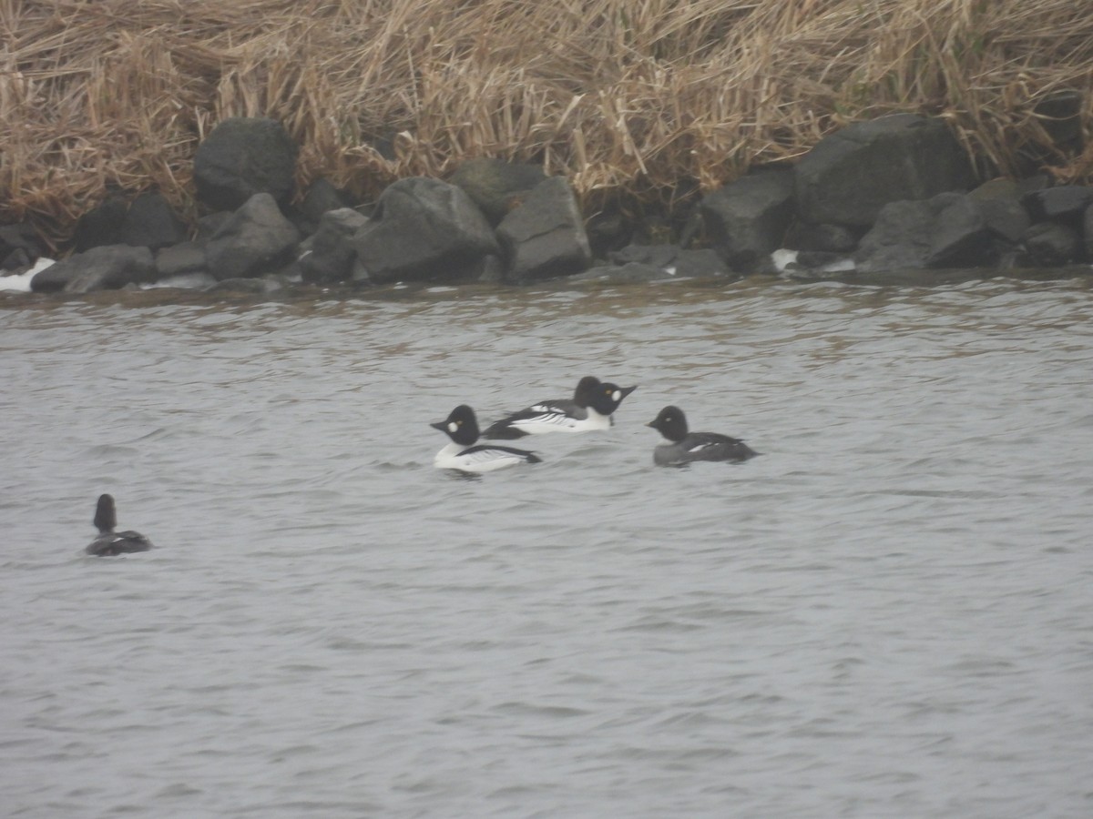 hohol severní - ML655015550