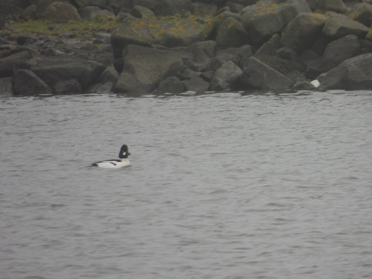 hohol severní - ML655015551