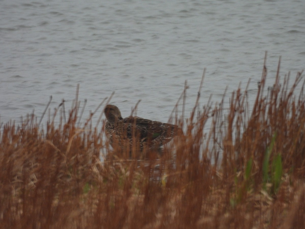 čírka obecná - ML655015558