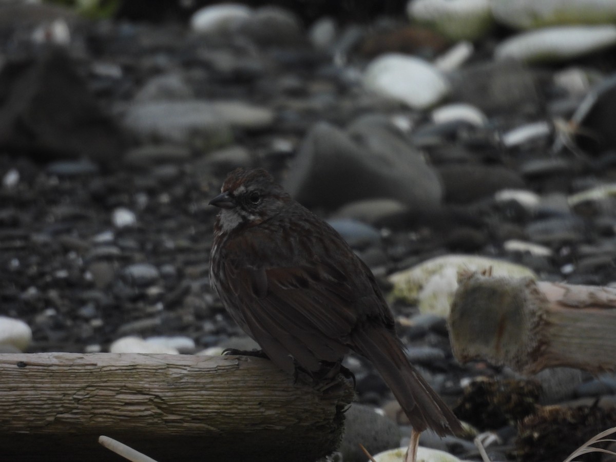 strnadec zpěvný - ML655015566