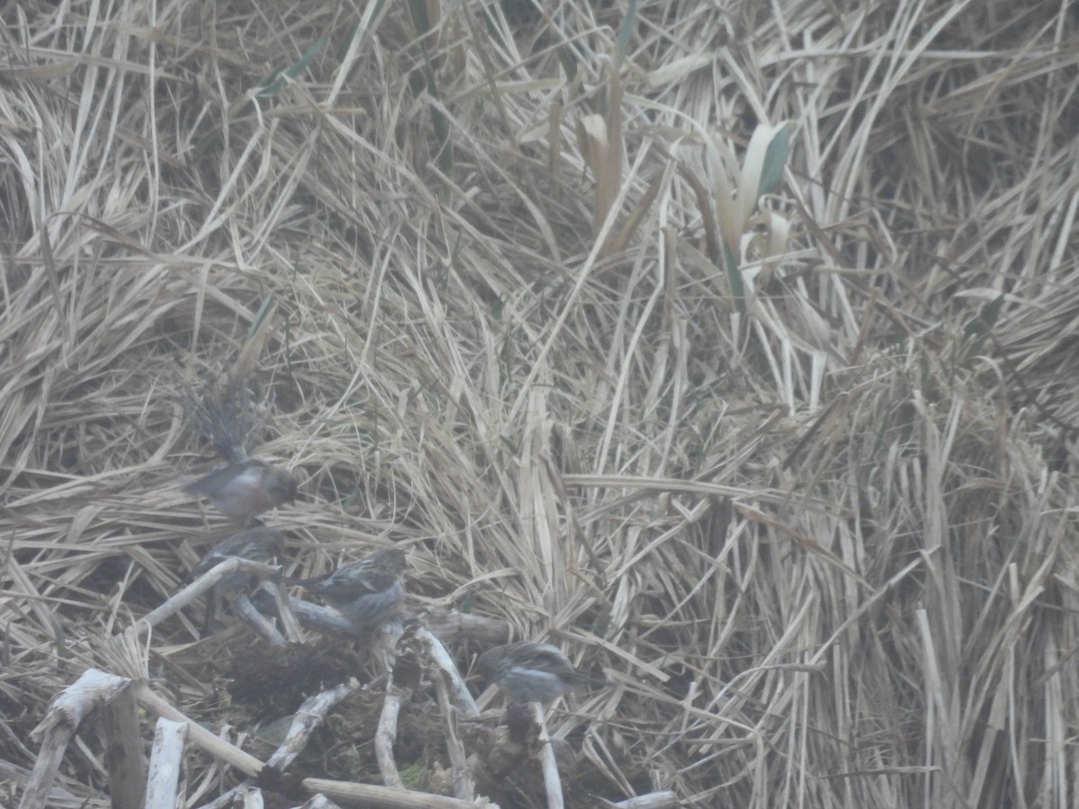 čečetka zimní - ML655015577