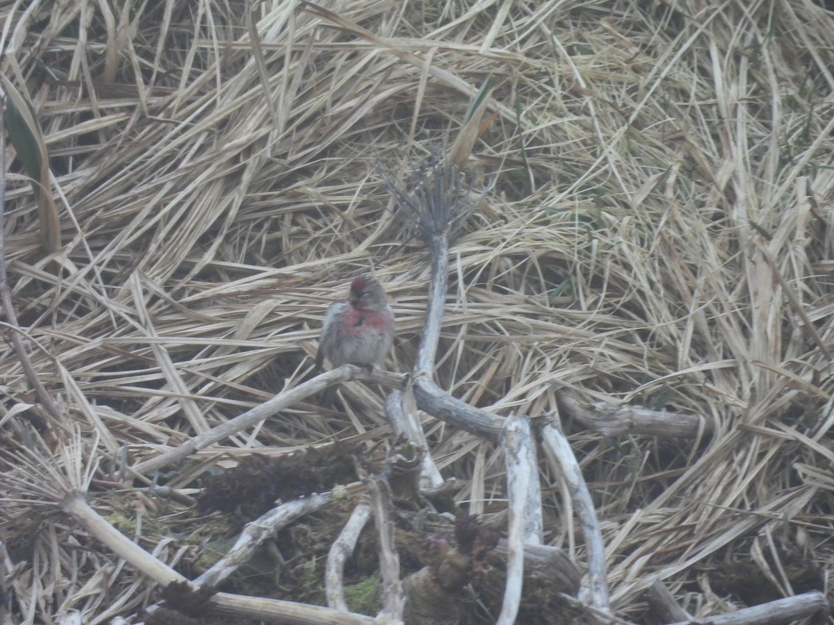 čečetka zimní - ML655015578