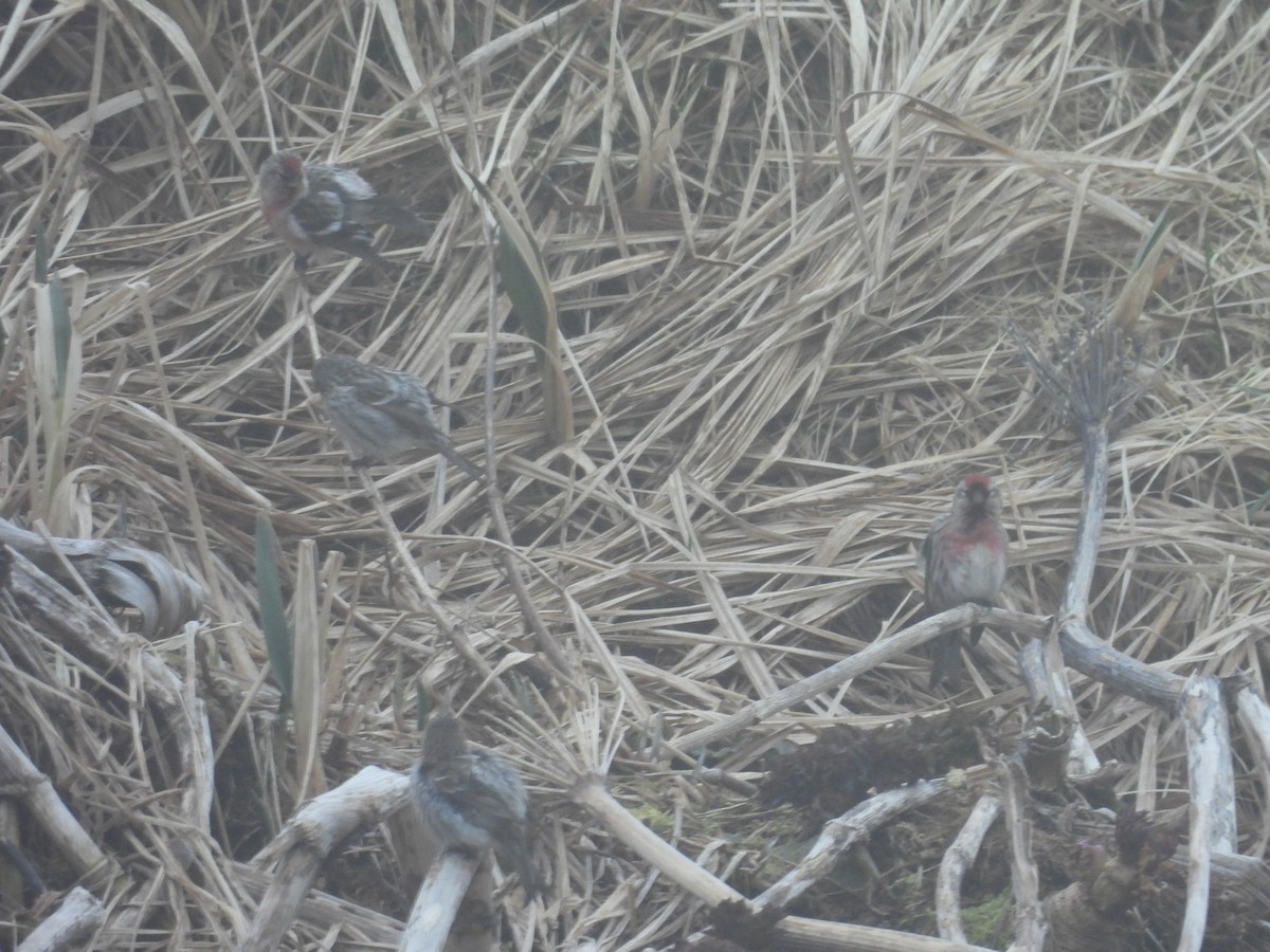 čečetka zimní - ML655015579