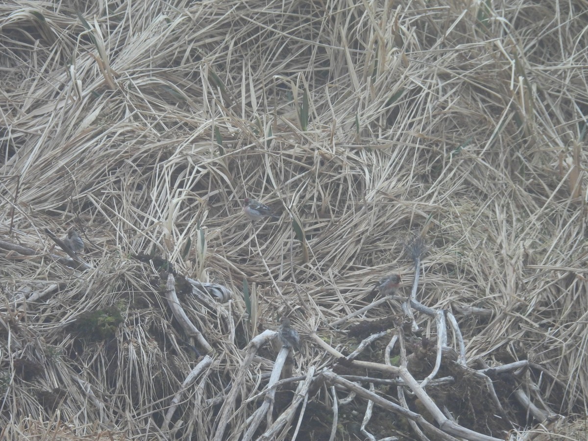 čečetka zimní - ML655015580