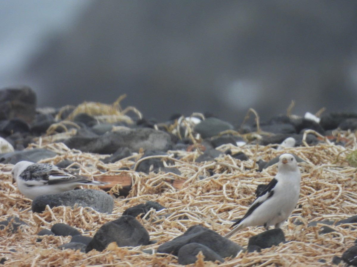 sněhule severní - ML655015596