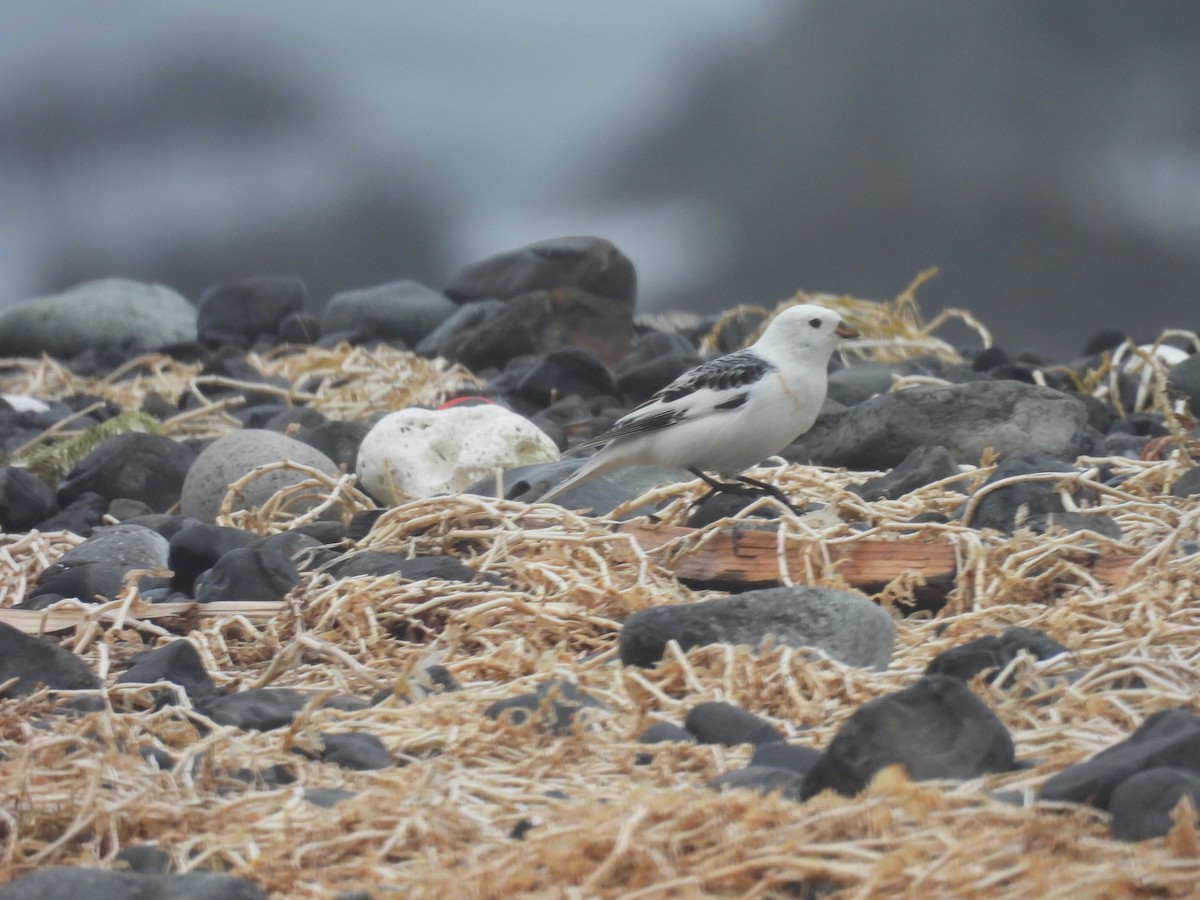 sněhule severní - ML655015597