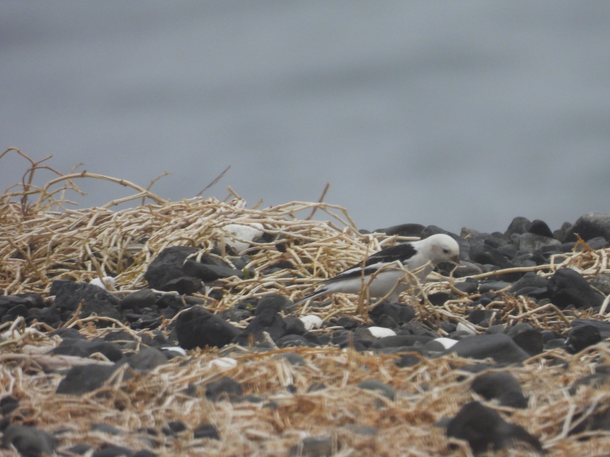 sněhule severní - ML655015598