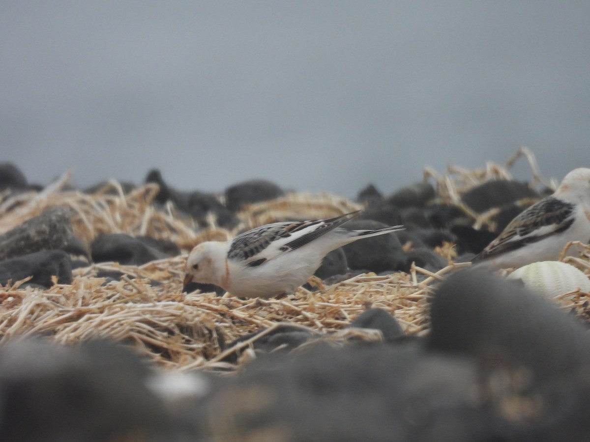 sněhule severní - ML655015599