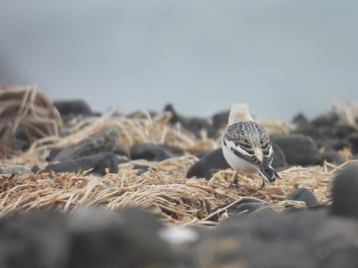 sněhule severní - ML655015600