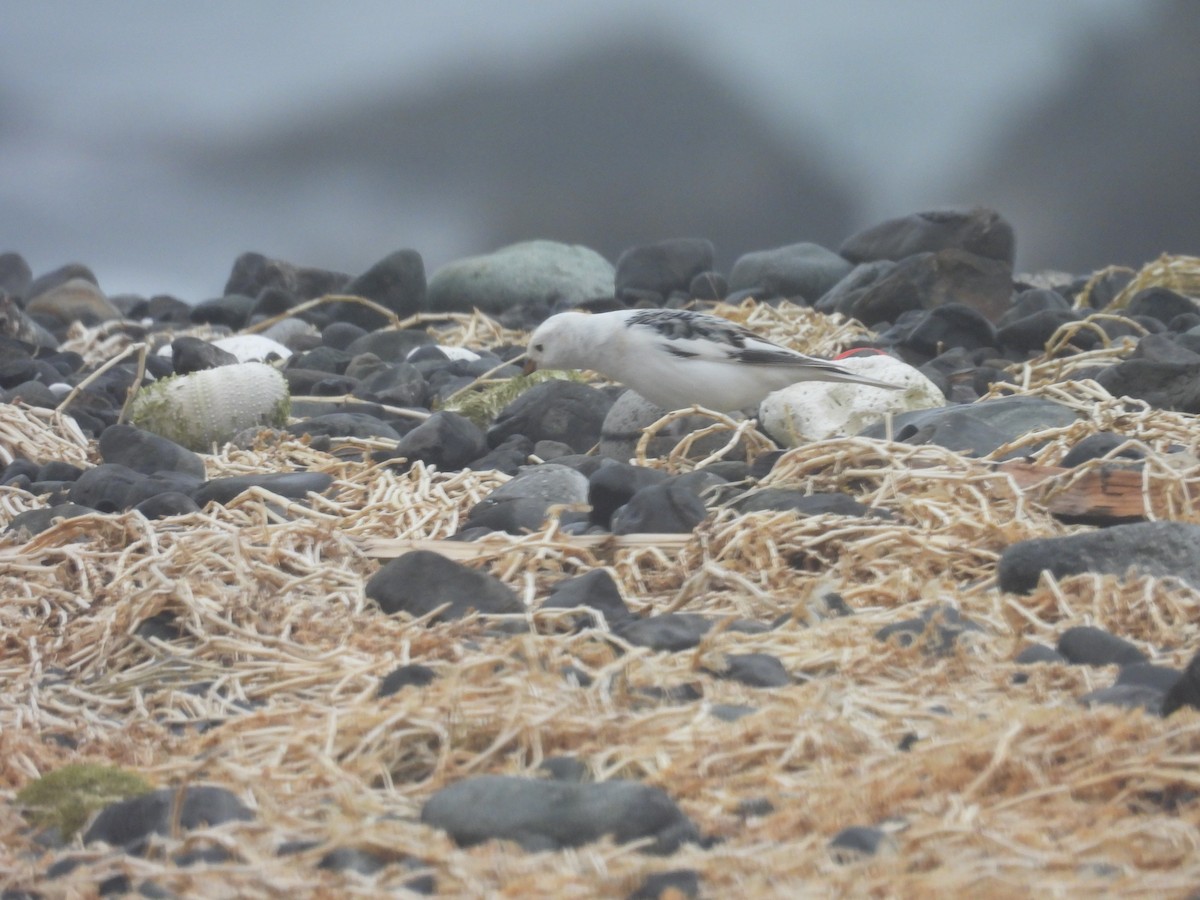 sněhule severní - ML655015601