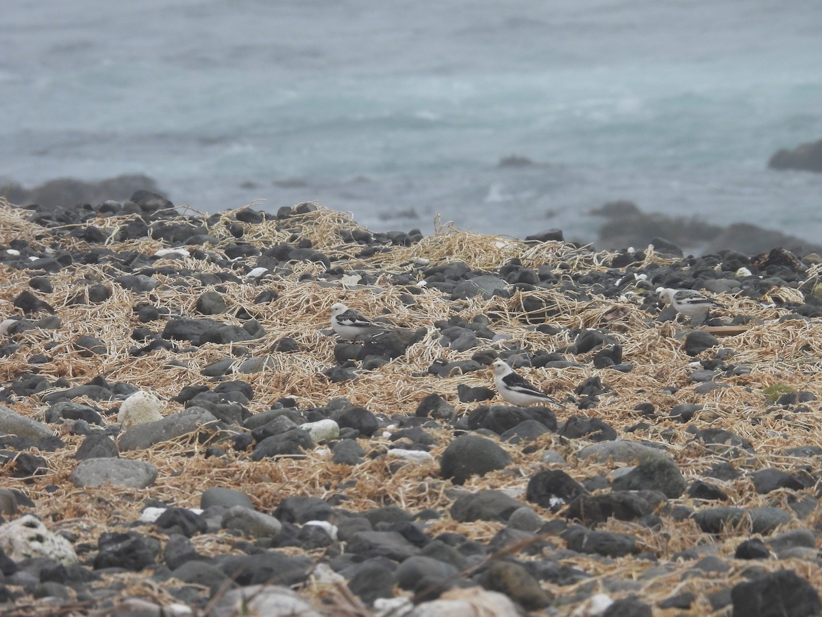 sněhule severní - ML655015602