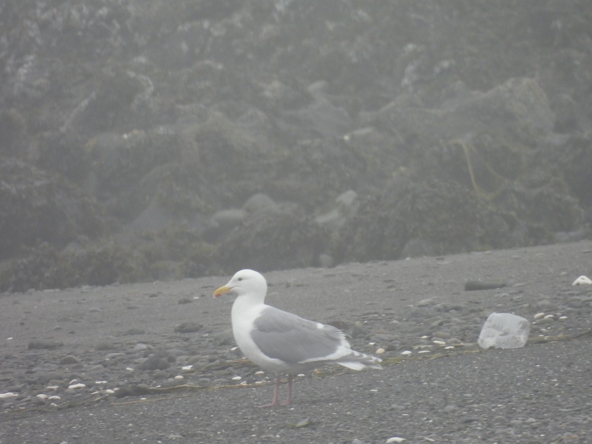 racek šedokřídlý - ML655015632