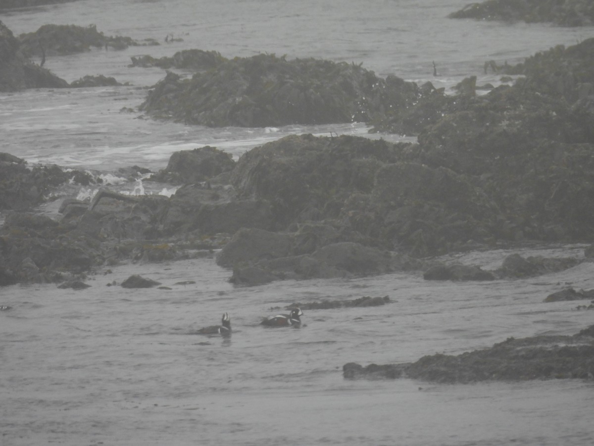 kačka strakatá - ML655015701