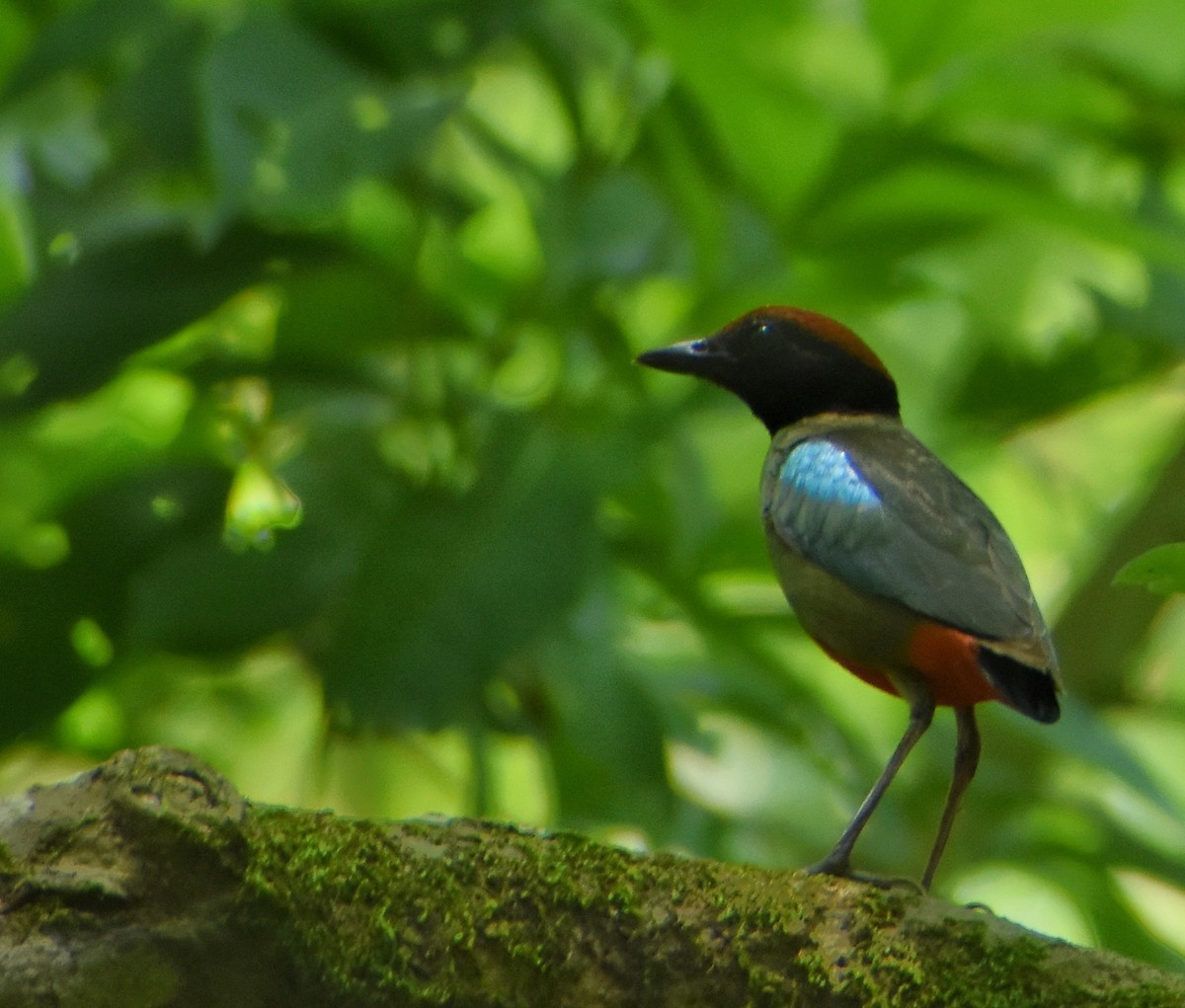 Kappenpitta - ML655016032