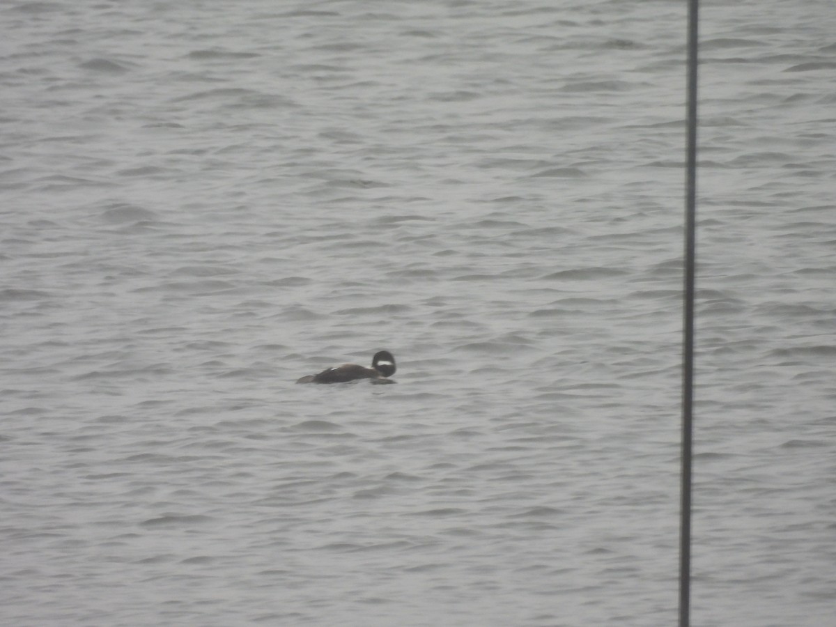 hohol bělavý - ML655016085