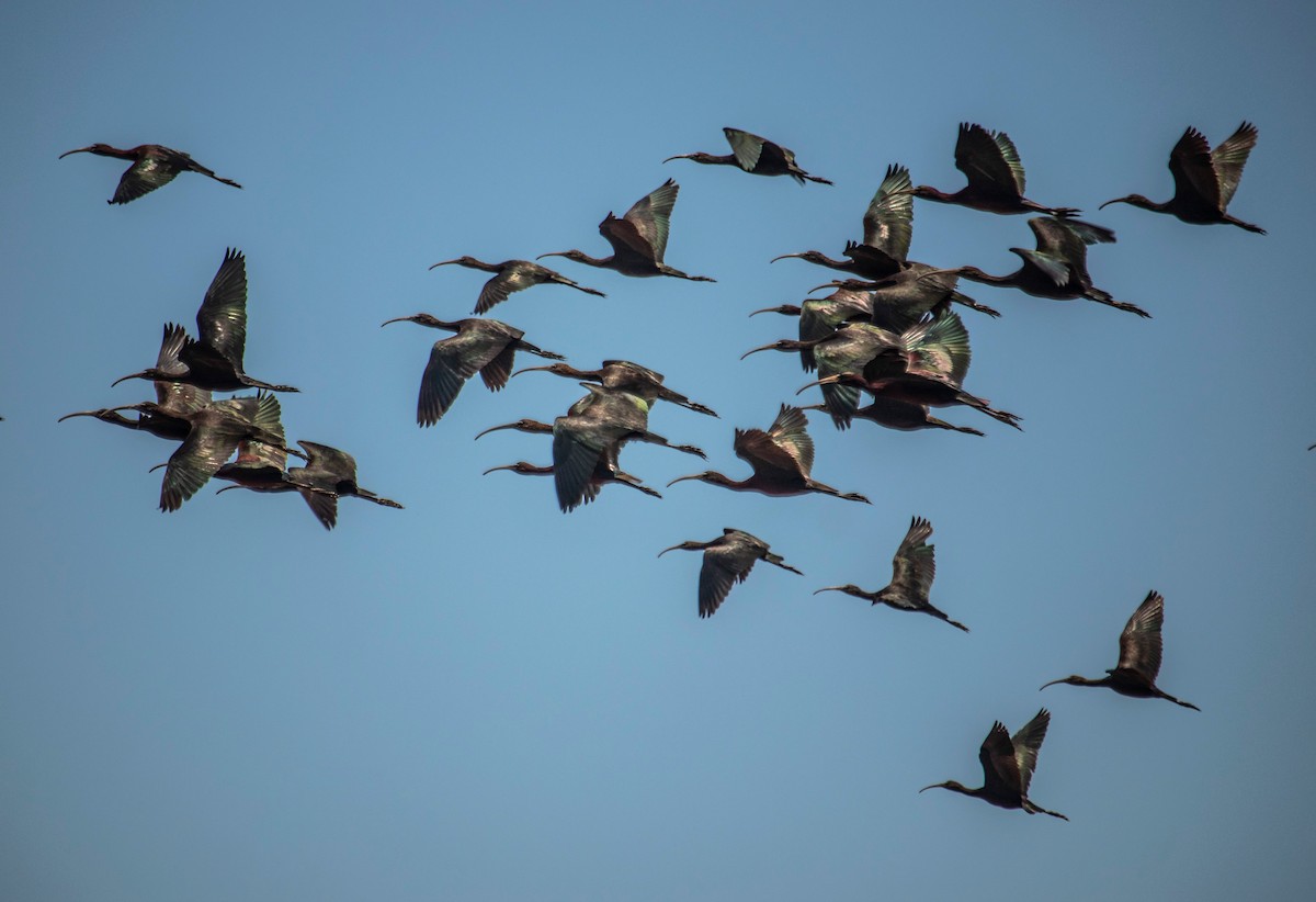 Sichler - ML655016259