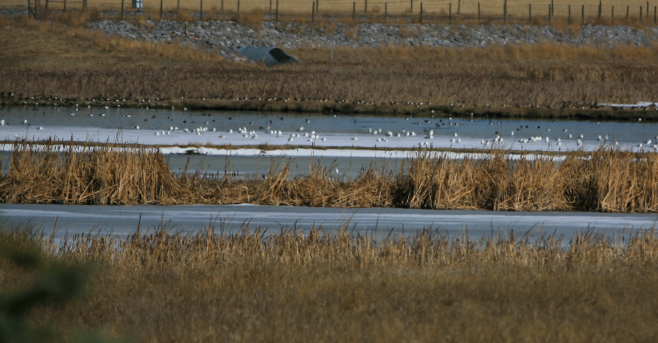 racek sp. - ML655016264