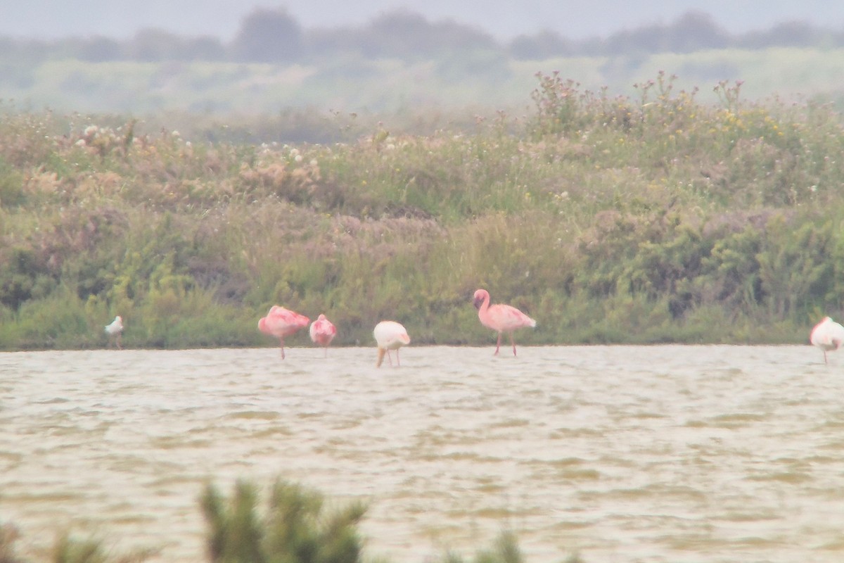 Lesser Flamingo - ML655016397