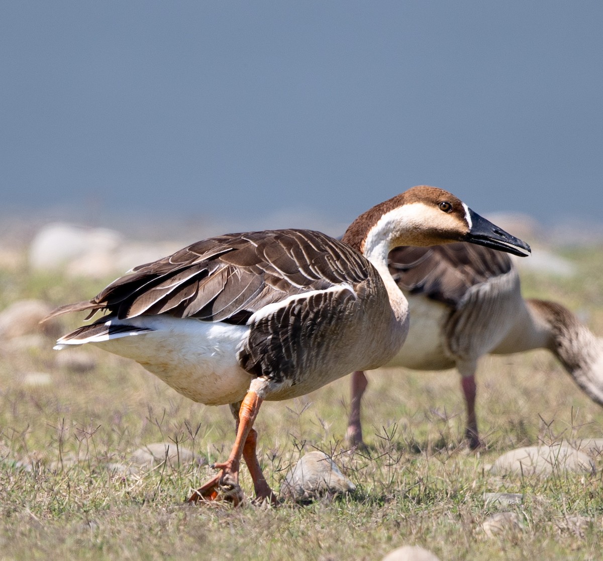 Ánsar Cisnal - ML655016661