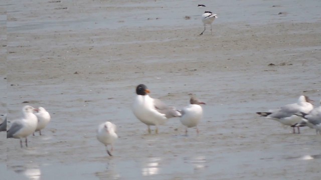 Fischmöwe - ML655017526