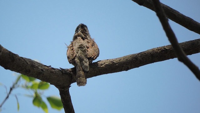 Wendehals - ML655017723