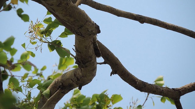 Wendehals - ML655017728