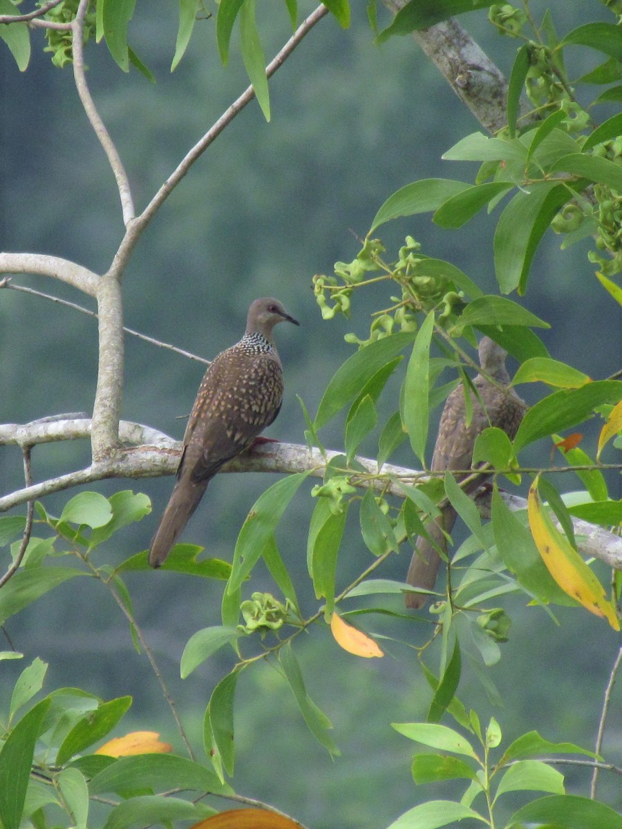 Spotted Dove - ML65502001
