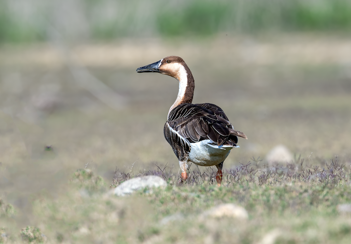 Ánsar Cisnal - ML655020071