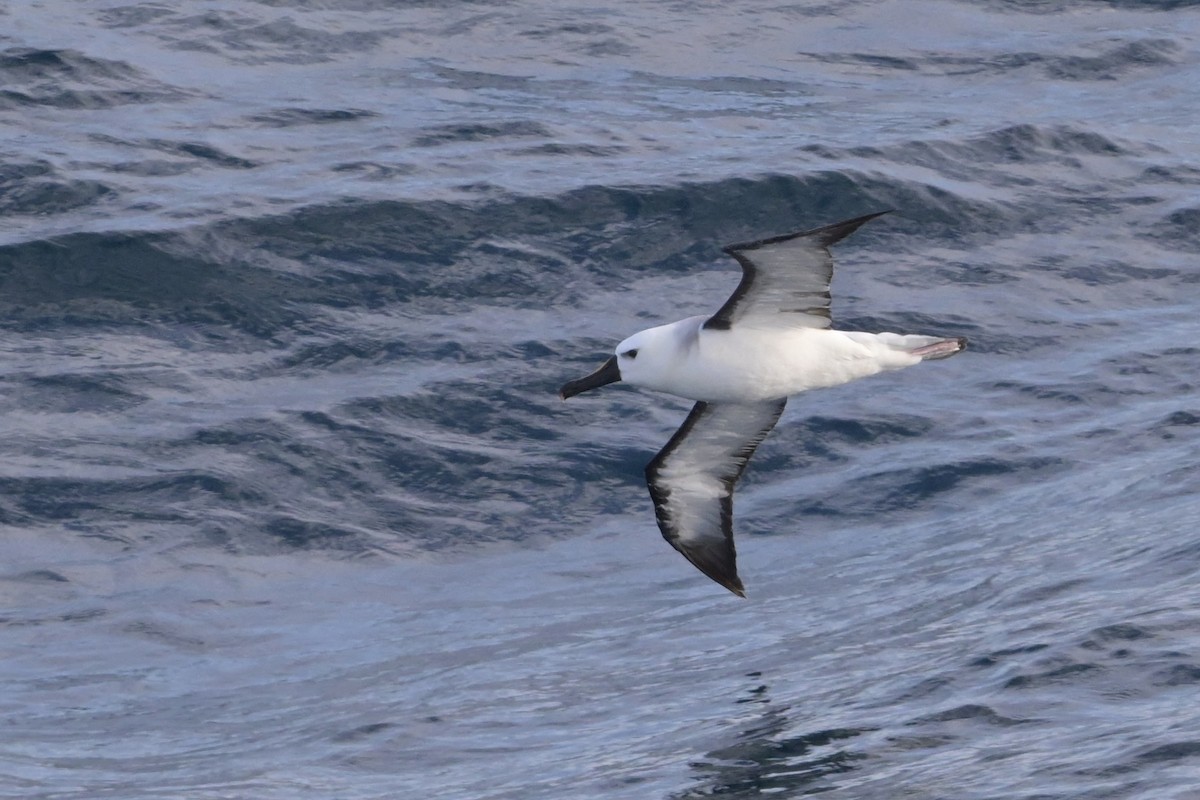Atlantic Yellow-nosed Albatross - ML655020215