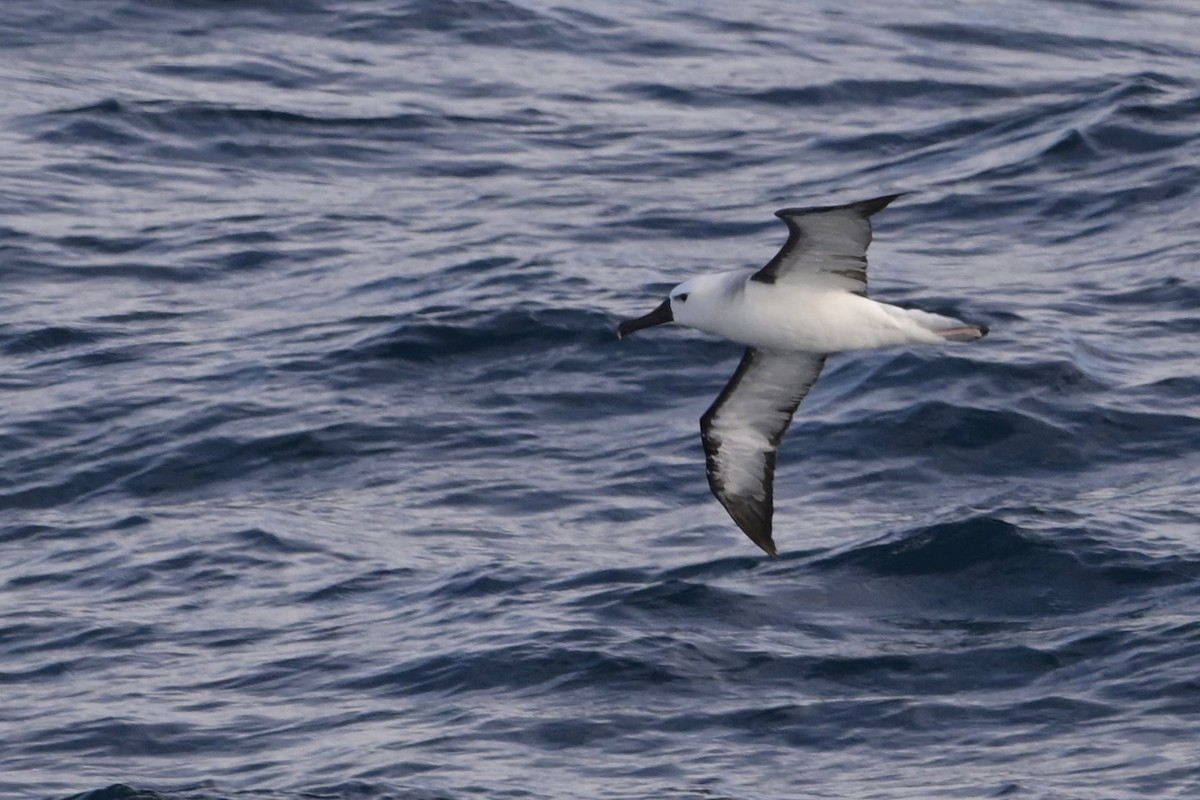 Atlantic Yellow-nosed Albatross - ML655020216