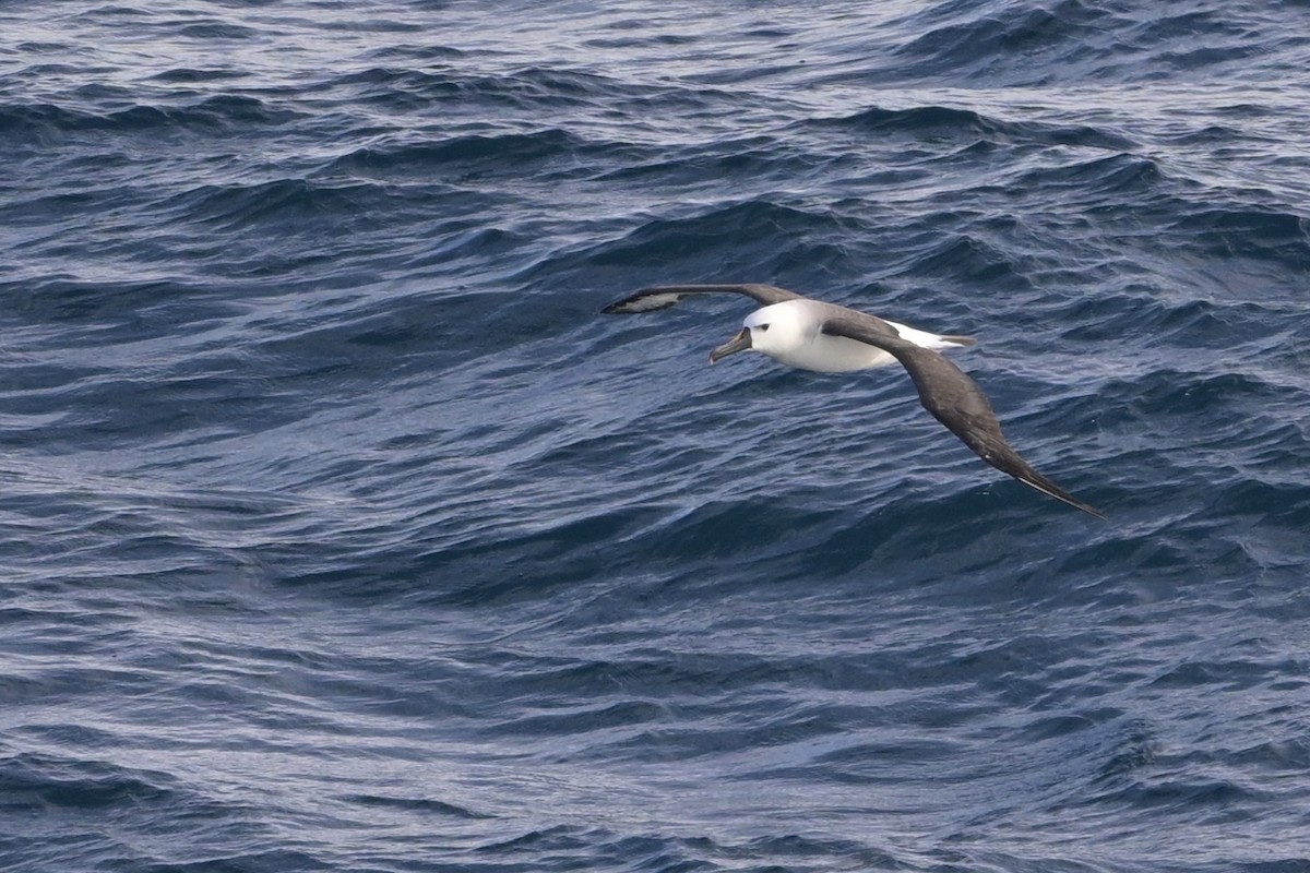 Atlantic Yellow-nosed Albatross - ML655020217