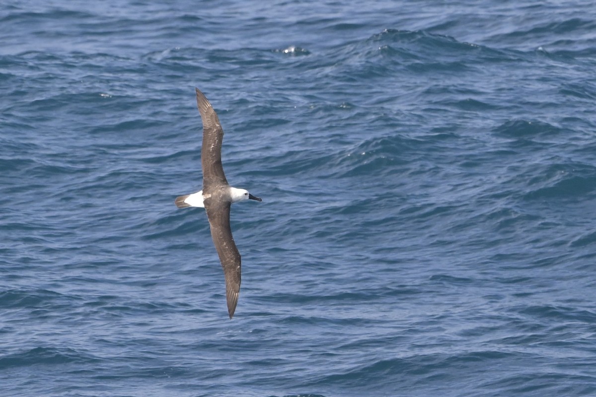 Atlantic Yellow-nosed Albatross - ML655020220