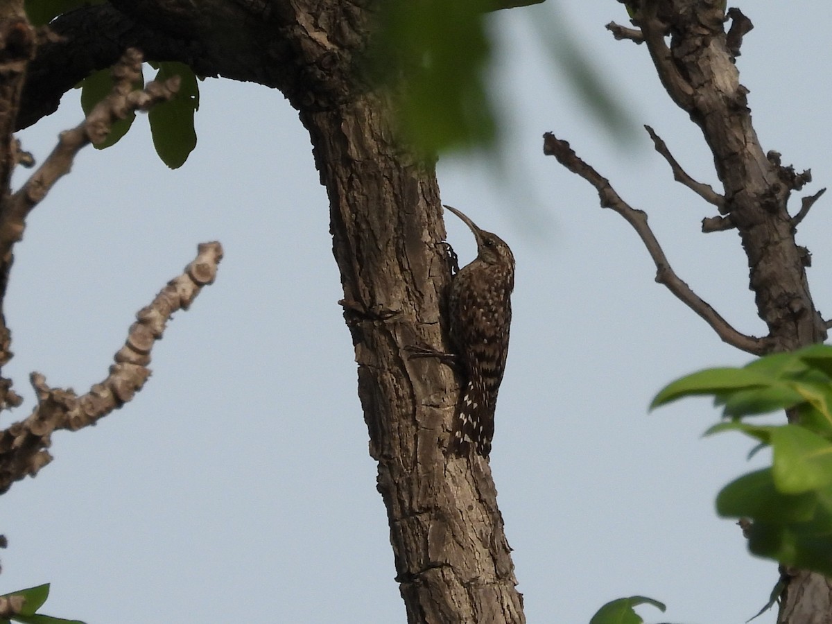 African Spotted Creeper - ML655020331
