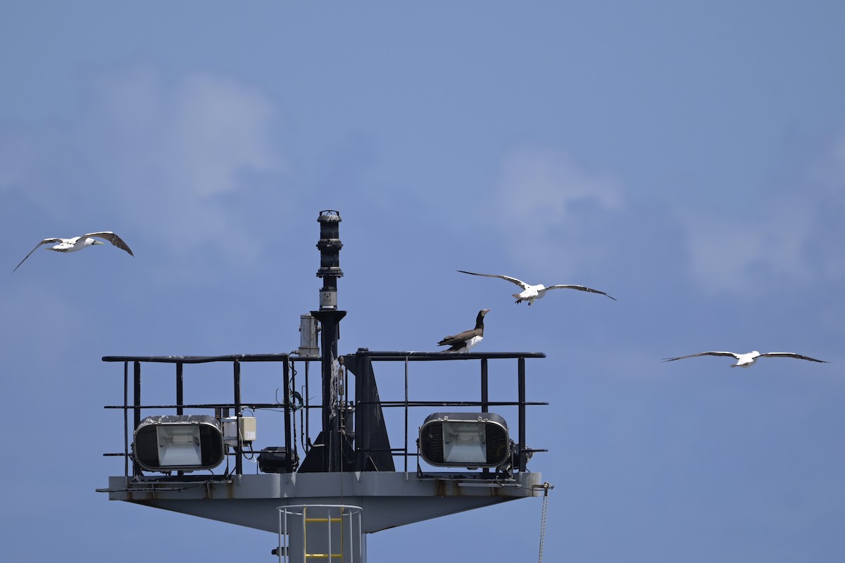 Masked Booby - ML655020504