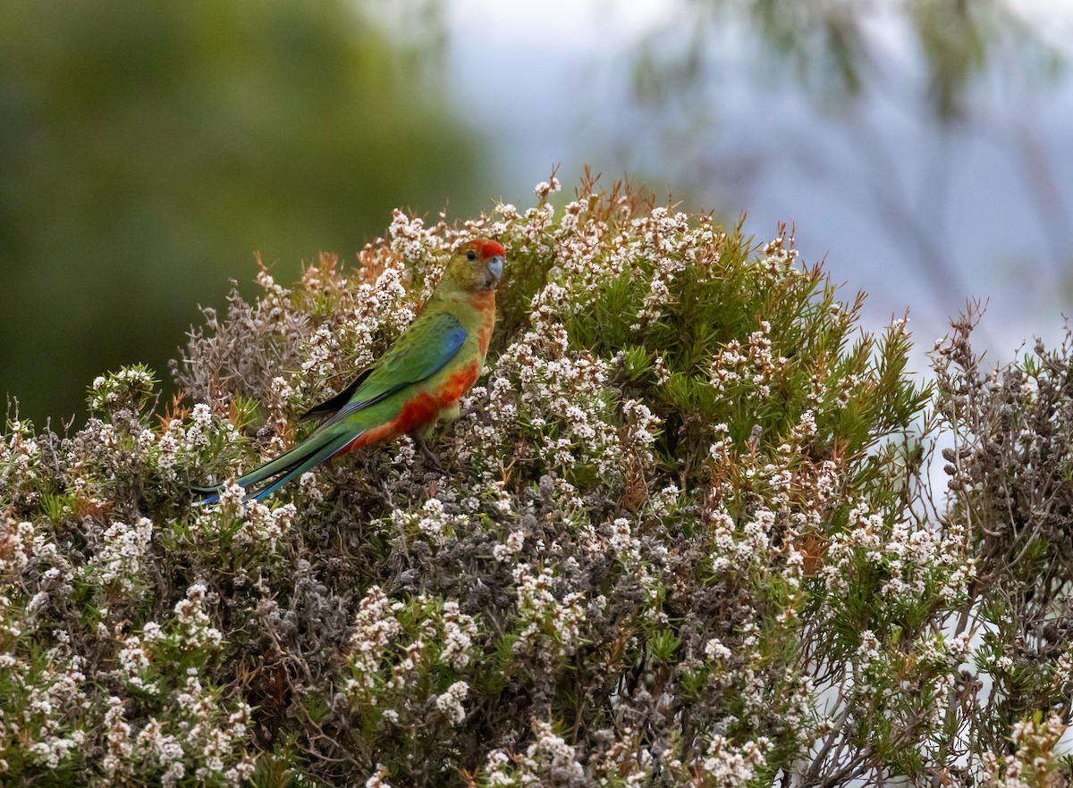 Western Rosella - ML655020579
