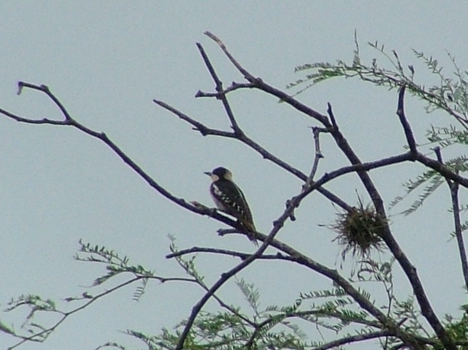 eBird Checklist - 16 Dec 2007 - Cafayate (general area) - 14 species