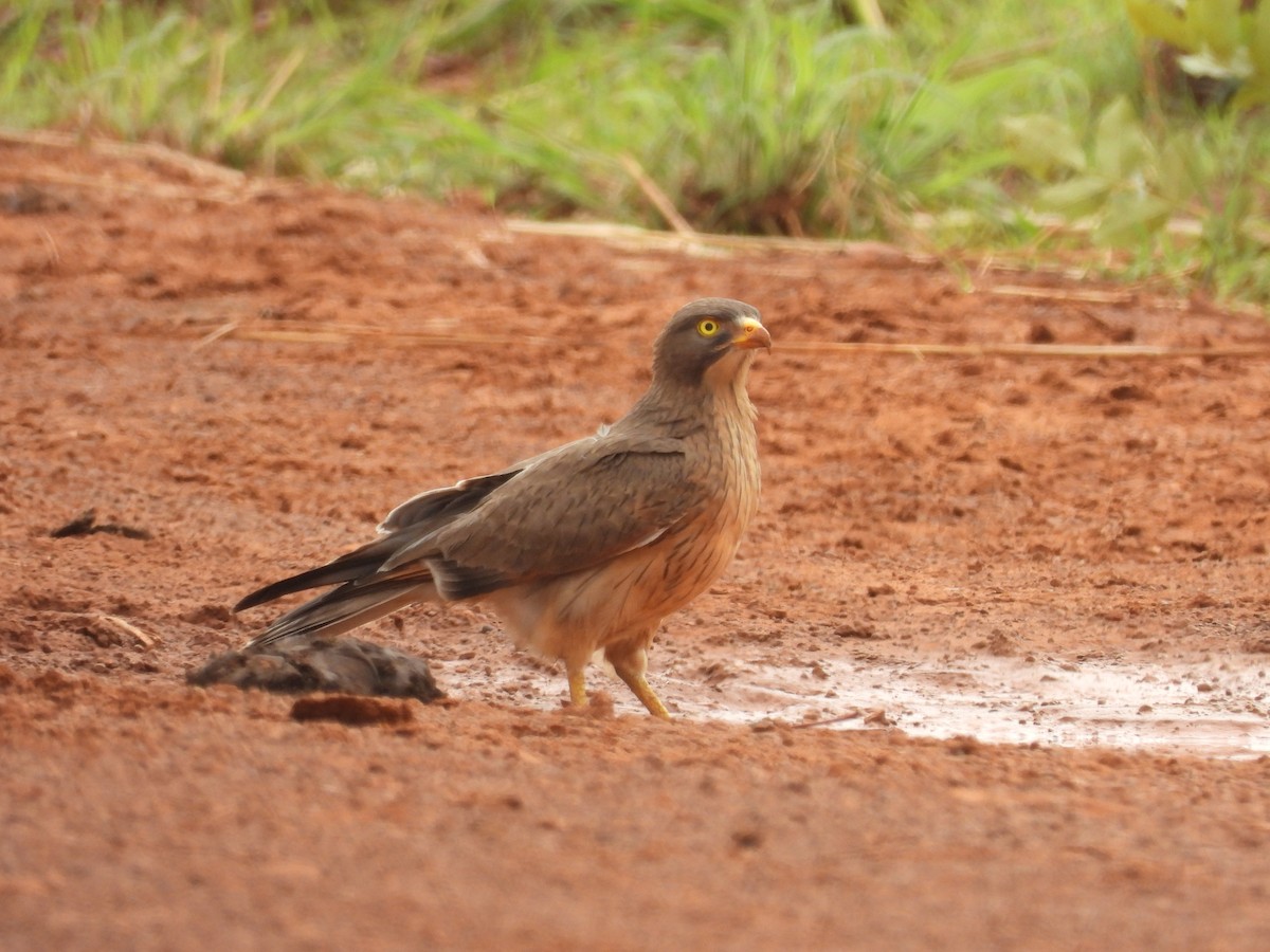Grasshopper Buzzard - ML655020634