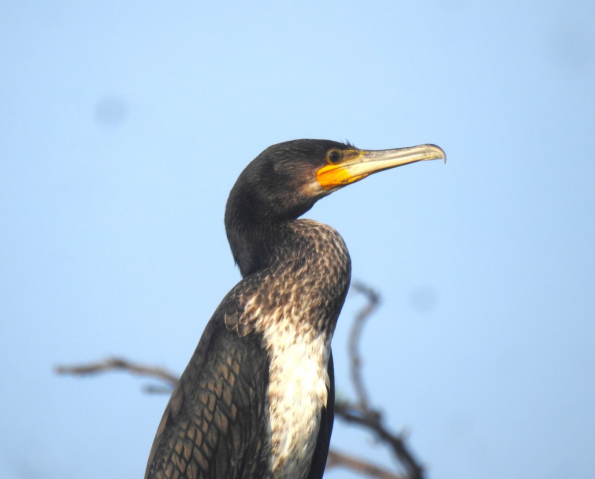 קורמורן גדול - ML655020635