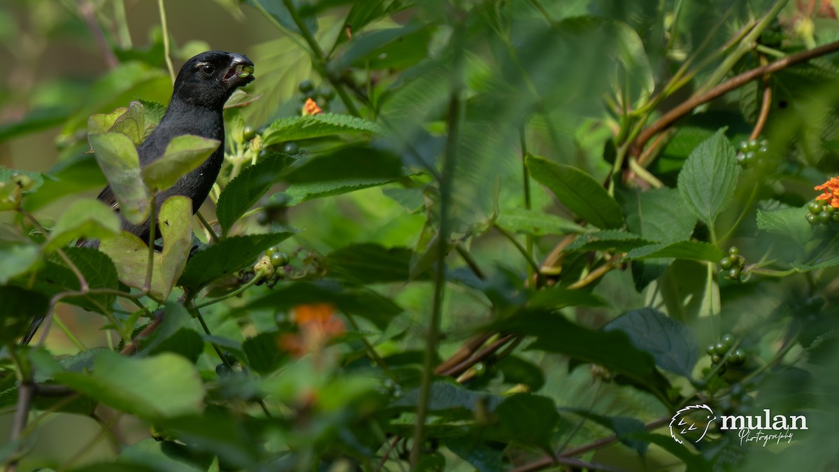 Cuban Bullfinch - ML655020636