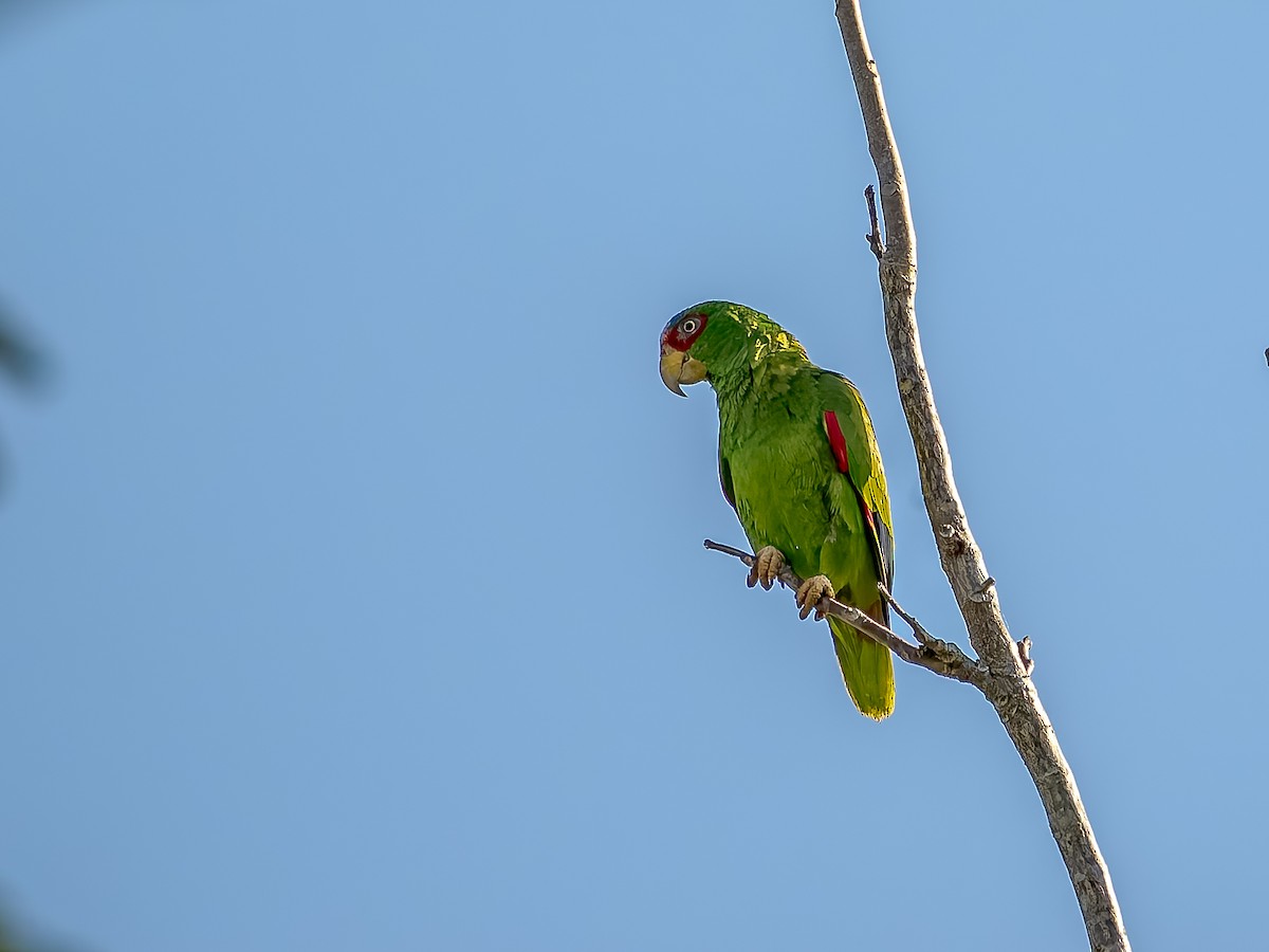 White-fronted Amazon - ML655020638