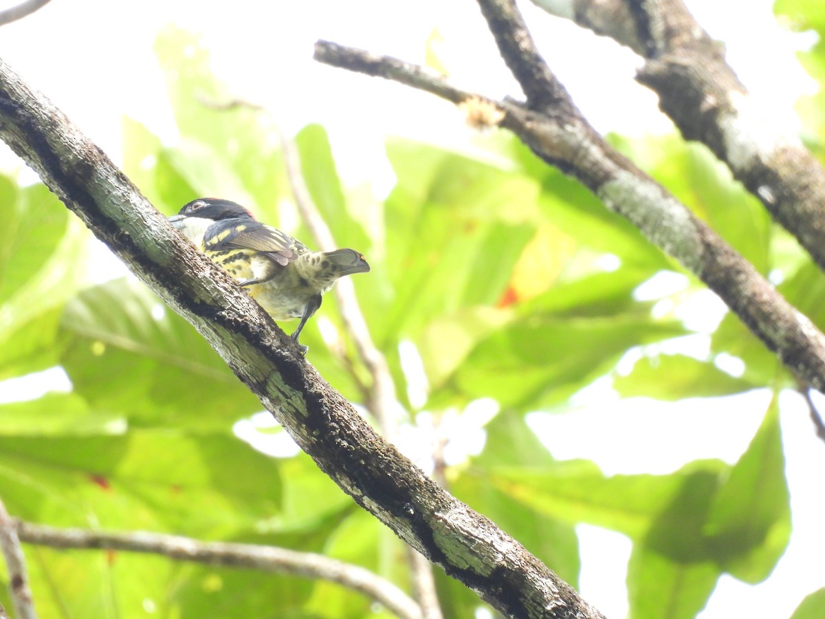 Five-colored Barbet - ML655020639