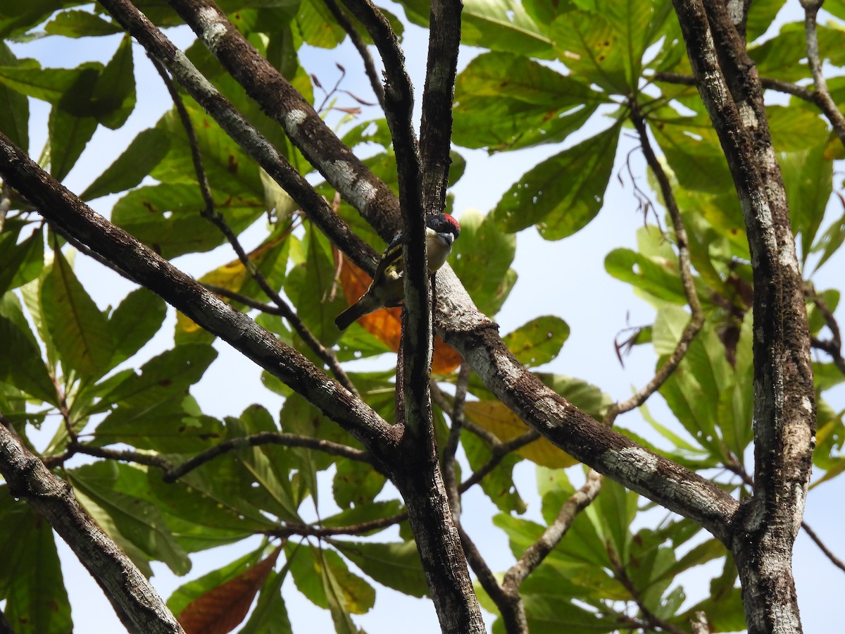 Five-colored Barbet - ML655020640