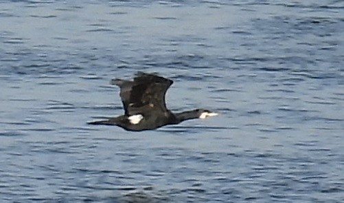 קורמורן גדול - ML655020641