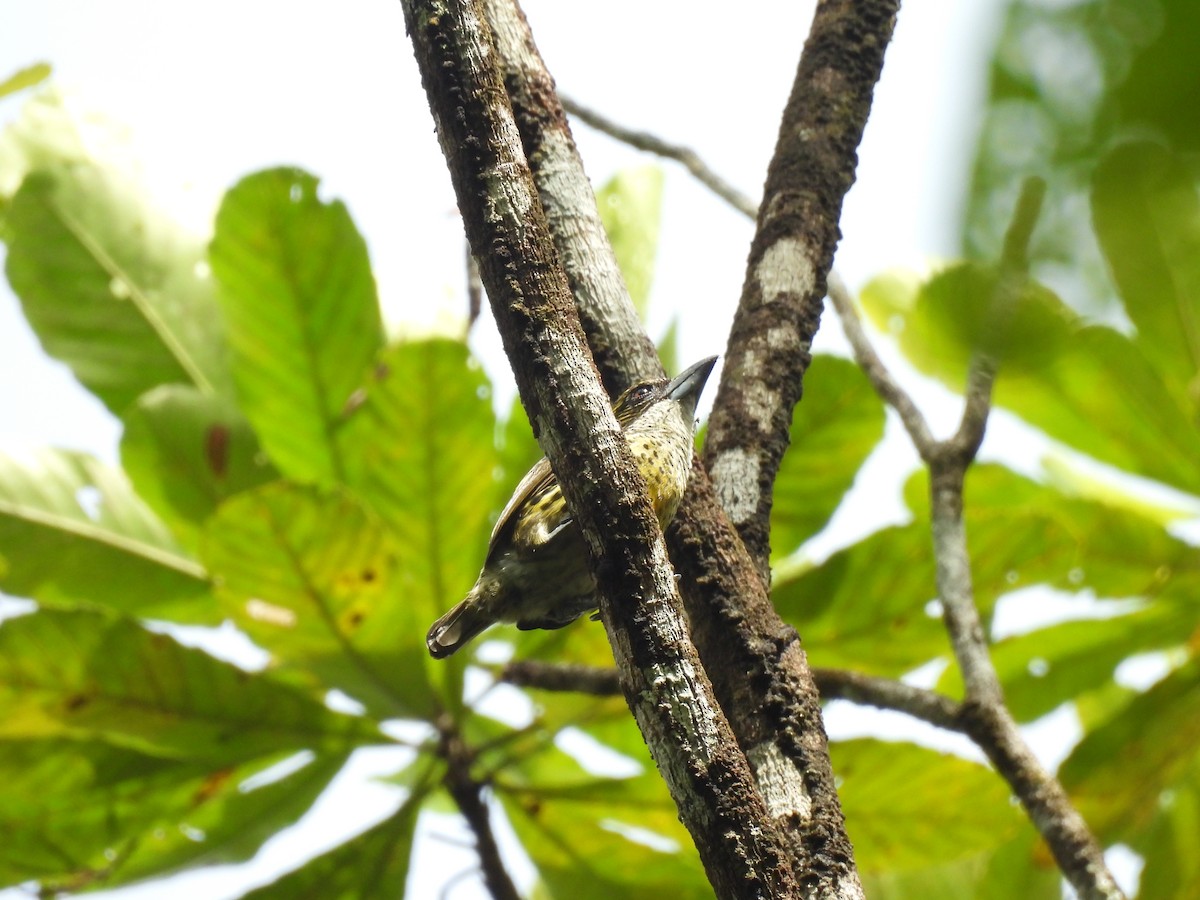 Five-colored Barbet - ML655020642