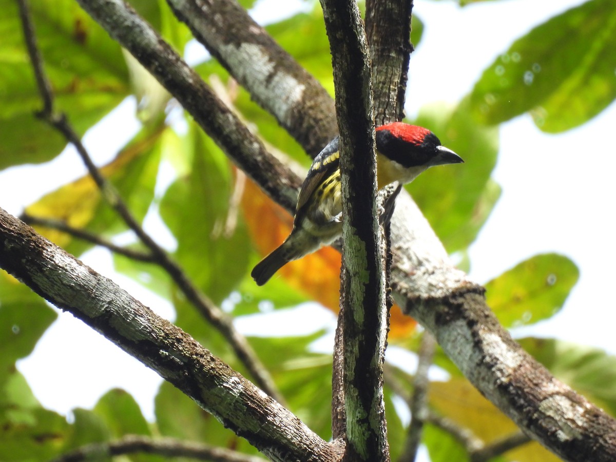 Five-colored Barbet - ML655020643
